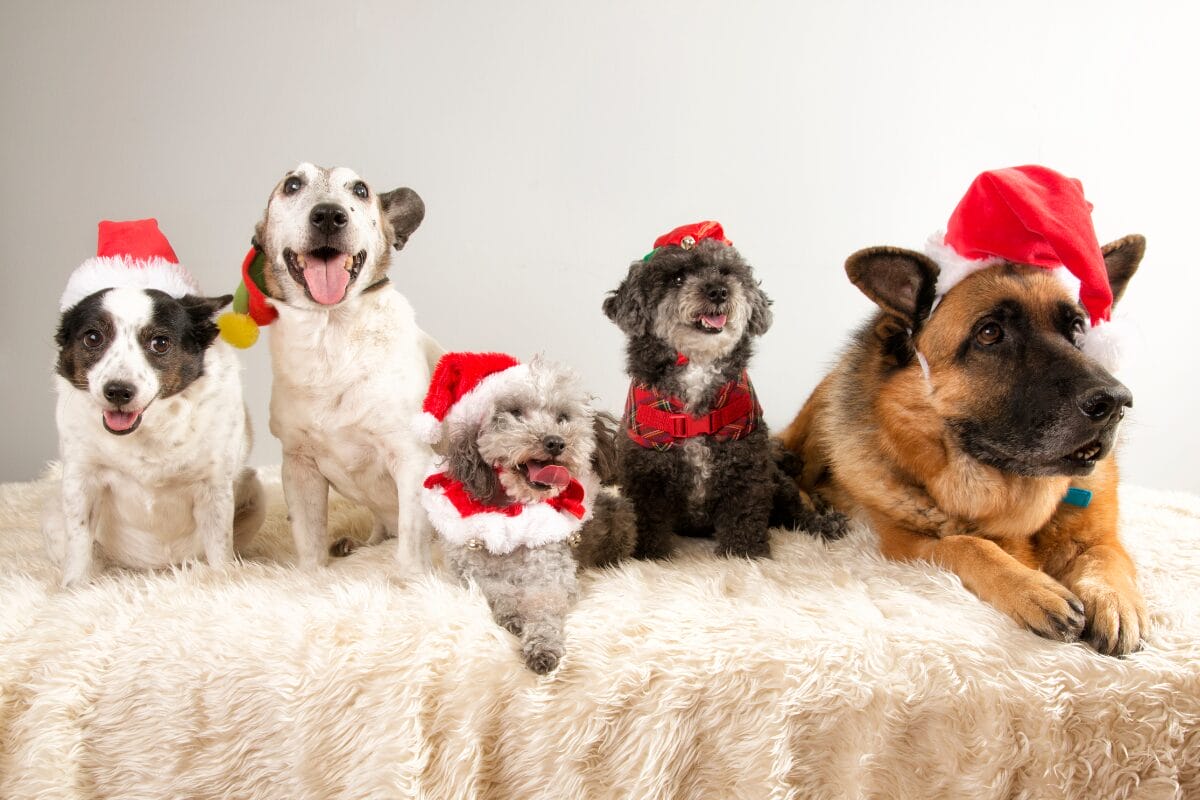Pet Photos with Santa